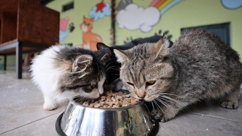 Mart Ayının Zam Şampiyonu Belli Oldu