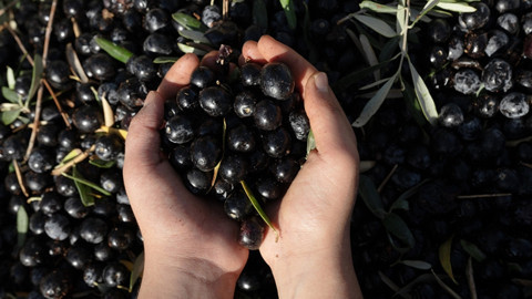 Türkiye'nin Zeytin Devinden Konkordato: 40 Yıllık Şirkete 3 Ay Süre Verildi