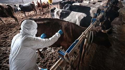 Türkiye’den Güney Afrika’ya 2 Milyon Doz Şap Aşısı