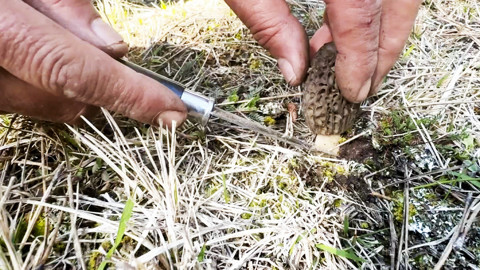 Ormanların 'Gram Altını' Çıktı: Kastamonu'da Servet Mesaisi