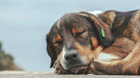 Yaşam Hakkı Kazandı: İstanbul'da Sokak Köpekleri İçin 'Ötanazi' ve 'Kampüs Sürgünü' Maddeleri İptal