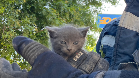 Aracın Tamponuna Sıkışan Yavru Kedi Kurtarıldı