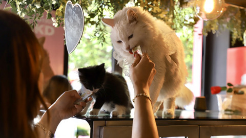 Bu Kafede Ev Sahibi Kediler: Kahve Kokusu ve Kedi Mırıltısı Bir Arada
