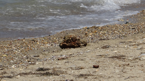 Çanakkale Sahilinde Bomba Alarmı! Çanakkale Savaşları'ndan Kalma Mühimmat Bulundu