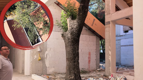 İnşaat Değil Ağaçlar Yerini Belirledi! 50 Yıllık 4 Ağaç Okulun İçinde Korunacak