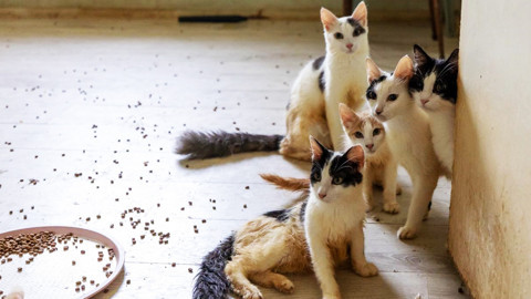 Mahallelinin Çöp Ev Sandığı Adresten Yaklaşık 100 Kedi Kurtarıldı!