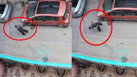 Bulun Bu Caniyi! Kediyi Kafasından Tutup Betona Çarptı