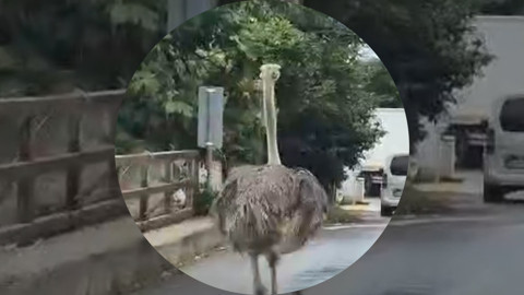 Şile’de Trafiğe Çıktı! Hayvanat Bahçesinden Kaçan Devekuşu Ortalığı Karıştırdı