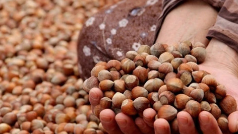 Fındık Piyasasında Denetim: Bakanlık Müfettiş Görevlendirdi