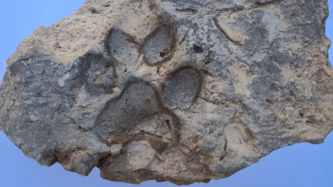 Tavşanlı Höyük’te Zamanı Durduran Keşif: 4 Bin Yıllık Pati İzi Gün Yüzüne Çıktı