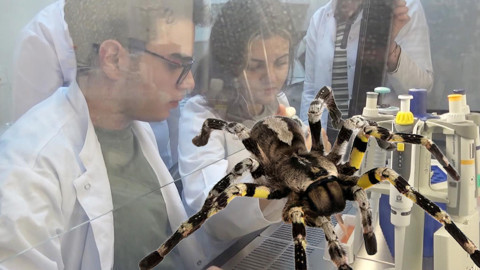 Tarantula Zehrinden Yatak Yaralarına Umut Olacak Jel Geliştirdiler: Erzurumlu Gençlerin Hedefi Dünya Birinciliği