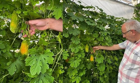 Bayburt'ta İlk Defa Hasat Yapıldı! Kimse İnanmadı Olmaz Dedi Onlar Yaptı