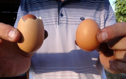 Yumurtanın içinden çıkan şeyi görenler hayrete düştü!
