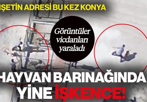 Hayvan Barınağında Yine İşkence! Vahşetin Adresi Bu Kez Konya: Görüntüler Vicdanları Yaraladı