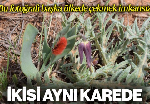 Kürklü Düğün Böceği, 4 Yıl Aradan Sonra Baskil’de Endemik Lale Üzerinde Görüntülendi
