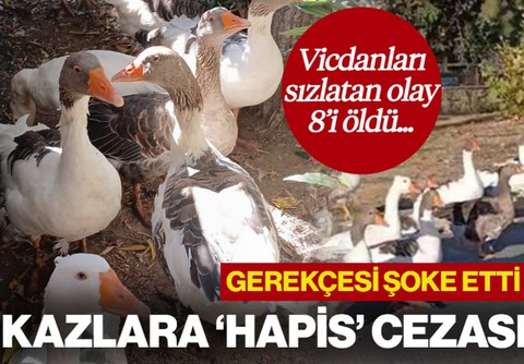 Vicdanları Sızlatan Olay! Balıkesir'de Denize Giren Kazlar Şikayet Edilince Kafese Kapatıldı: 8'i Öldü...