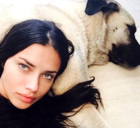 Sivaslılar'dan kangal sayısını ikiye çıkaran Adriana Lima'ya: Üçüncüsü bizden olsun