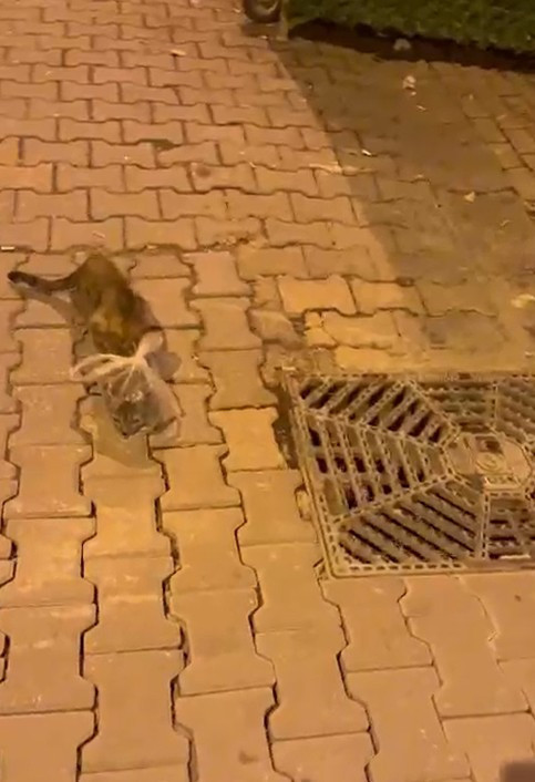 İsyan Ettiren Eziyet! Kedinin Başına Poşet Geçirip Bağladılar - Resim : 1