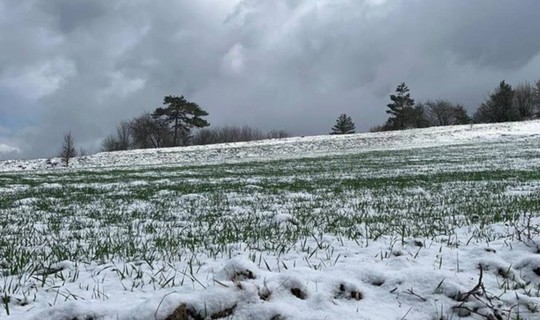 Kastamonu'da 12 Bin Yıllık Hasat! Kar Yağışı Umutları Artırdı, Rekor Olacak
