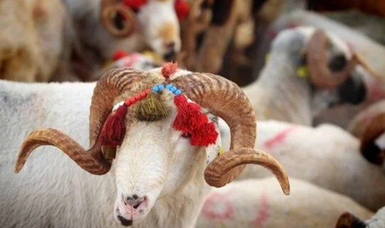 Kurban Bayramı Öncesi Merak Edilen Soru: Taksitle Kurban Alınabilir mi?