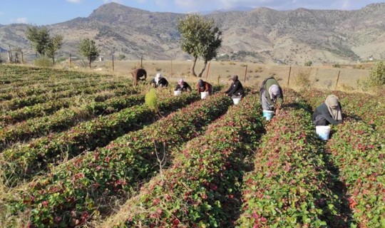 Hasadı Zirai Don Vurunca Bir Gecede Her Şey Sıfırlandı! Pes Etmediler, Şimdi Kilosu 70 Liradan Satılıyor