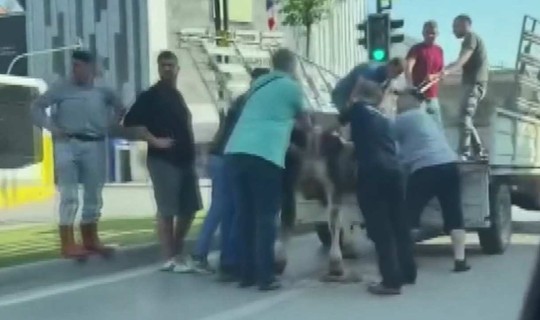 Kaçan Kurbanlık Boğalardan Biri Dere Yatağında, Diğeri Trafikte Yakalandı