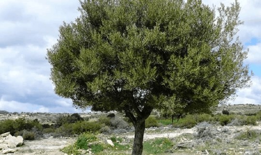Çiftçiler Zeytinlikler İçin Ayakta