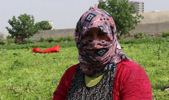 Tüysüz Hasat Başladı: Ne Çöpü Kalıyor Ne Sapı! Her Biri Altın Değerinde Satılıyor
