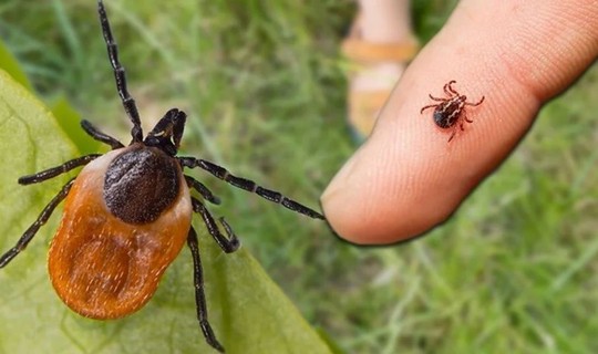 Kene Kabusu Devam Ediyor: Bir Günde İki Can Aldı