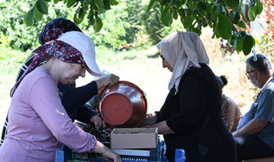 İkiz Elmasın Hasadı Başladı: Sadece 10 Gün Sürüyor, Kilosu Servet Kazandırıyor