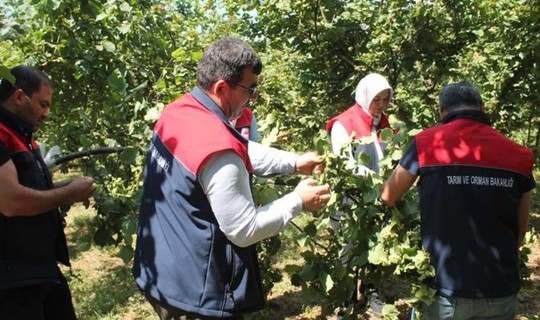 Düzce'de Fındık Rekolte Tespiti Sürüyor