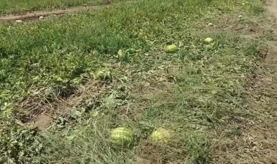 Fiyatlar Düştü Hasat Başlamadan Ürünler Tarlada Kaldı!