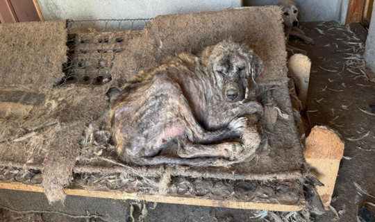 'Barınak' Adı Altında İşkence: Hayvanlar Açlıktan Birbirini Yedi