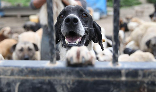 Şanlıurfa'da Bütün Sokak Hayvanları Toplatıldı: Vali'den Ekiplere 'Teşekkür'