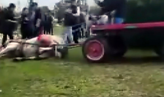 İsyan Ettiren Görüntüler: Ata Bayıltana Kadar Şiddet!