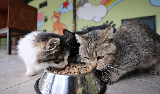 Mart Ayının Zam Şampiyonu Belli Oldu