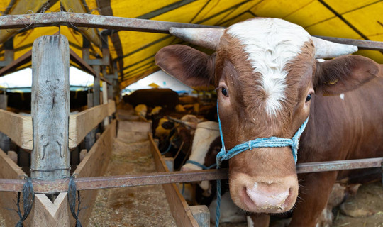 Kurbanlık Fiyatları Belli Oldu: 2026 Büyükbaş ve Küçükbaş Kurban Fiyatları Ne Kadar? İşte Koyun, Tosun, Koç, Dana Fiyatları