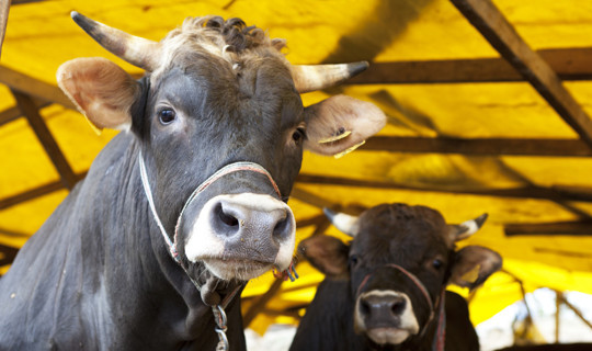 2026 Yılı Kurban Vekalet Bedelleri Açıklandı