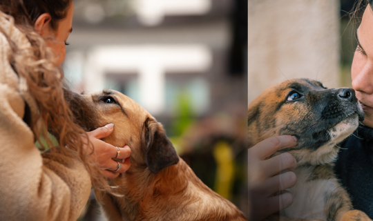Hayvanseverler ve Baro Harekete Geçiyor: Ana Gündem Kampüsteki Köpeklerin Toplatılması ve Ötenazi