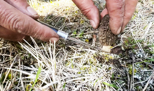 Ormanların 'Gram Altını' Çıktı: Kastamonu'da Servet Mesaisi