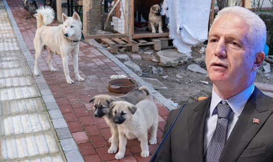 İstanbul Valisi Davut Gül'den Belediyelere Talimat: İstanbul Genelinde Sahipsiz Tek Bir Köpek Bulunmayacak