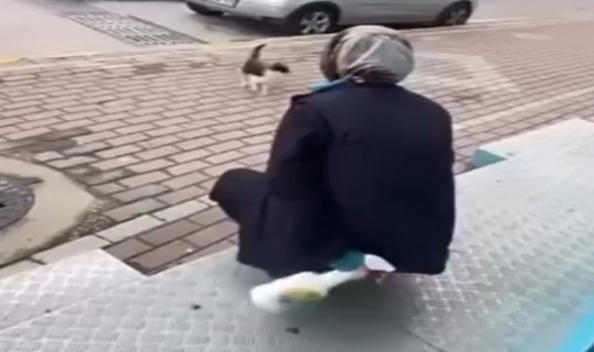 Kocaeli'de Kediye Yağ Çözücülü İşkenceye Adli Kontrol!