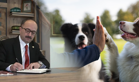 AK Partili Vekilden Hayvanseverlere Ağır Sözler: 'Köpekçi Terörü, Köpeksever, İt...’