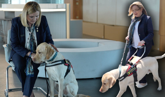 Görme Engellilerin İki Gözü Olan Rehber Köpekler İçin Çağrı: 'Onlar Isırmaz, Bize Engel Olmayın'