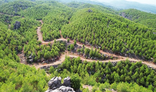 Kamuda Orman Yağması! 45 Dönümlük Araziyi Aralarında Bölüşmüşler
