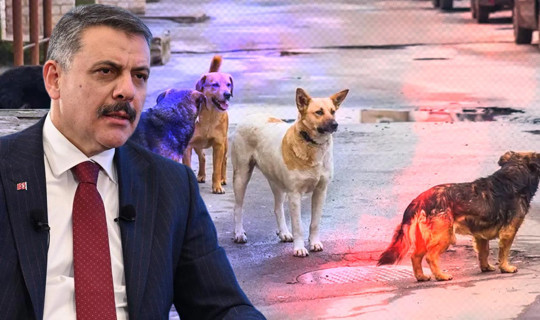 3 Belediye Başkanı Hakkında 'Sokak Köpeği' Soruşturması