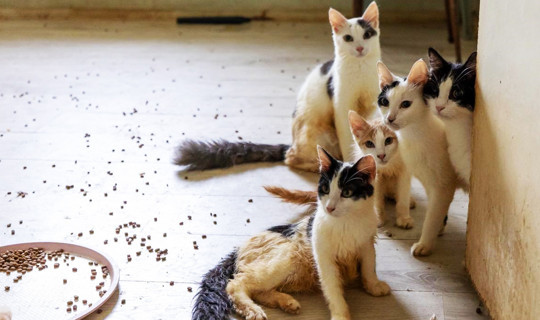 Mahallelinin Çöp Ev Sandığı Adresten Yaklaşık 100 Kedi Kurtarıldı!