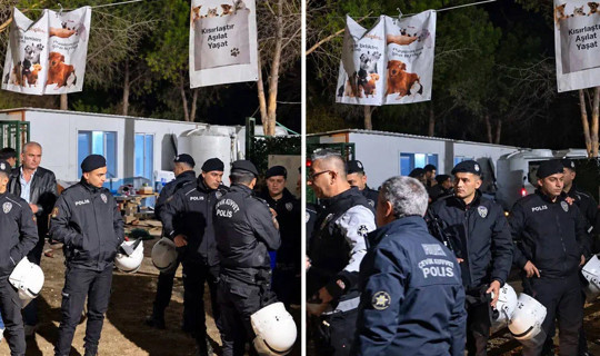 Kampüste Gece Yarısı Dehşeti: Ege Üniversitesi'nde 200 Köpek Biber Gazıyla Toplatıldı!