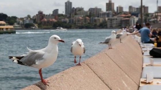 Avustralya'da martılar, çöplerden antibiyotiğe dirençli bakteriler kaptı