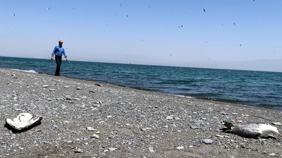 Van Gölü'nde toplu martı ölümleri